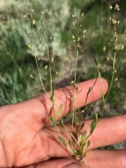 Hornungia procumbens