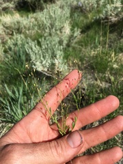 Hornungia procumbens
