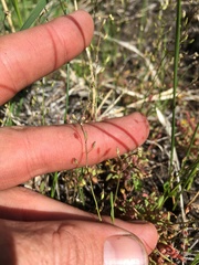 Hornungia procumbens