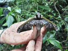 Adhemarius sexoculata