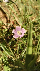 Monsonia burkeana