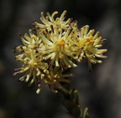 Leucadendron thymifolium