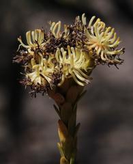 Leucadendron thymifolium