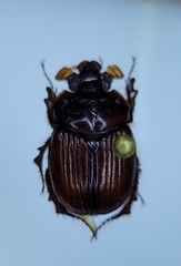 Eucanthus lazarus
