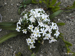Zephyra compacta