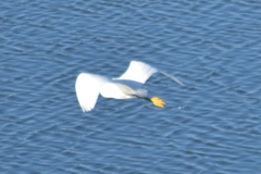 Egretta thula