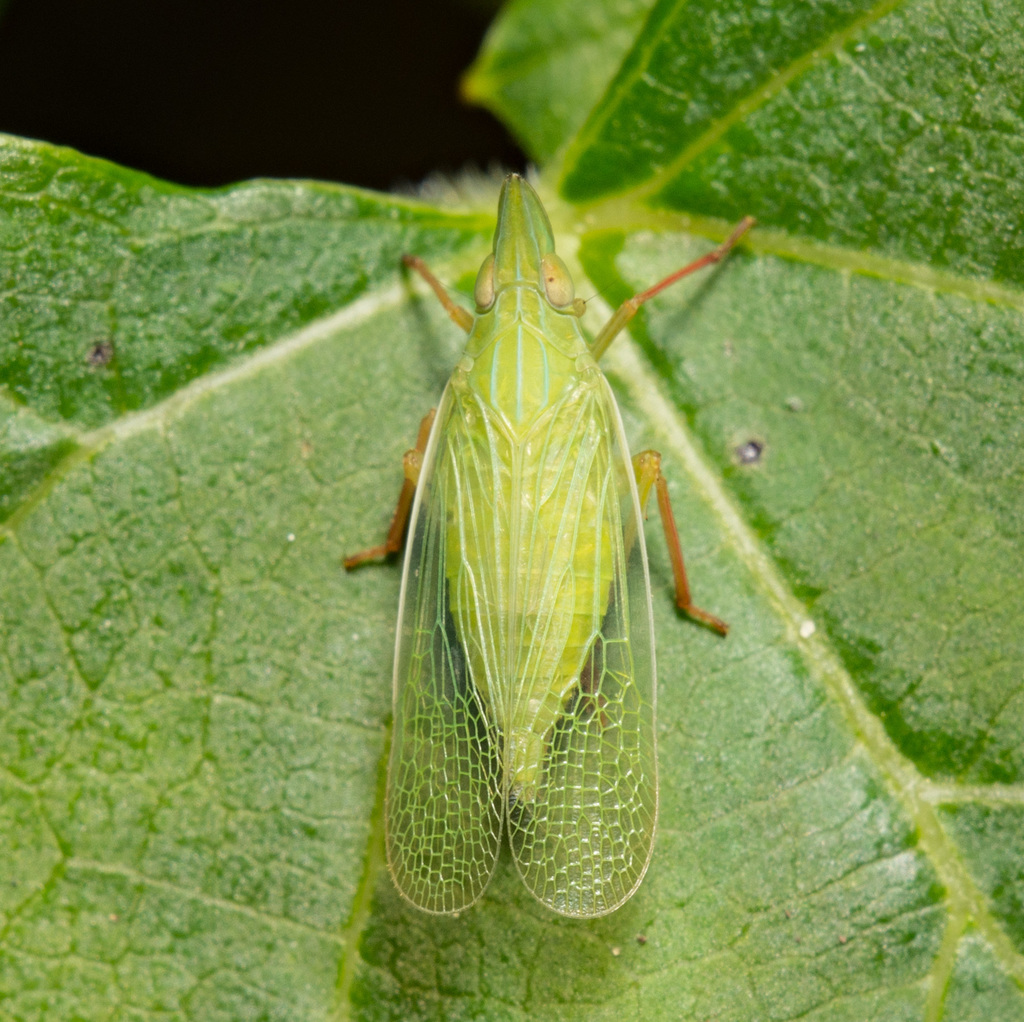 Rhynchomitra recurva