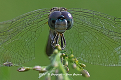 Pachydiplax longipennis