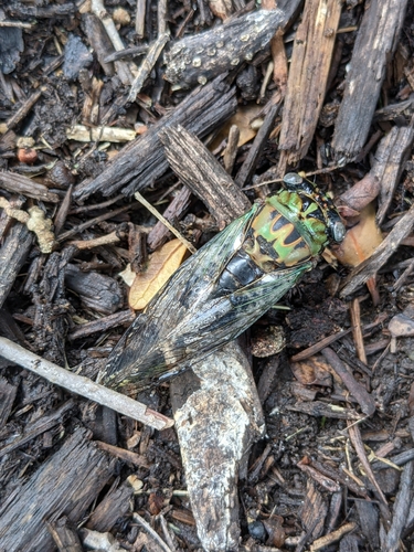 Scissor-grinder cicada