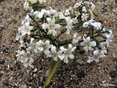 Zephyra compacta