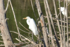 Ardea alba