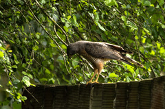 Rupornis magnirostris