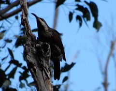 Ptiloris paradiseus