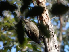 Ptiloris paradiseus