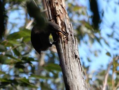 Ptiloris paradiseus