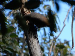 Ptiloris paradiseus