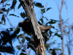 Ptiloris paradiseus