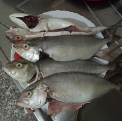 Seriola