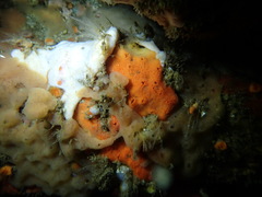 Clathria parthena