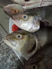 Seriola