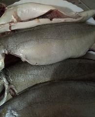 Seriola