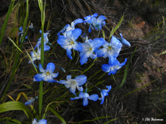 Zephyra elegans