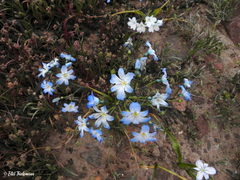 Zephyra elegans