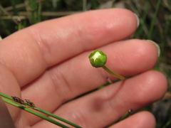 Parnassia palustris
