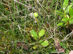 Parnassia palustris