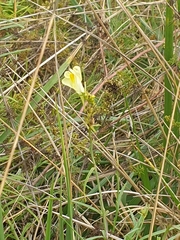 Linaria vulgaris