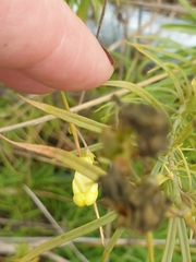 Linaria vulgaris