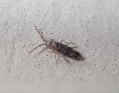Seira bipunctata