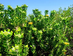 Leucospermum praecox