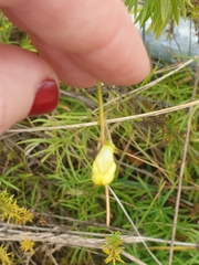 Linaria vulgaris