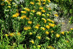Leucospermum praecox