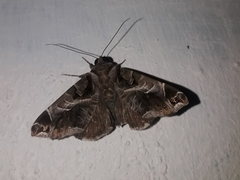 Calyptis