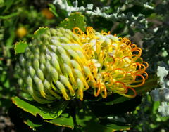 Leucospermum praecox