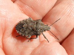 Brochymena quadripustulata