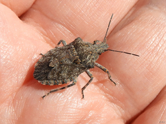 Brochymena quadripustulata