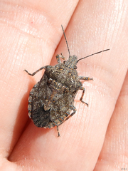 Brochymena quadripustulata