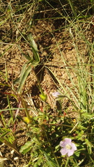 Monsonia burkeana