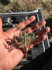 Lomatium nevadense parishii