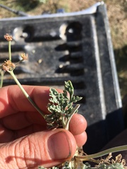 Lomatium nevadense parishii