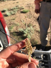 Lomatium nevadense parishii