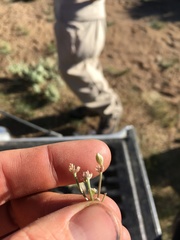 Lomatium nevadense parishii