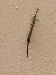 Brachynemurus versutus