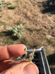 Lomatium nevadense parishii