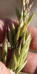 Bromus japonicus