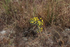 Oedera fruticosa