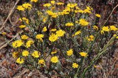 Oedera fruticosa